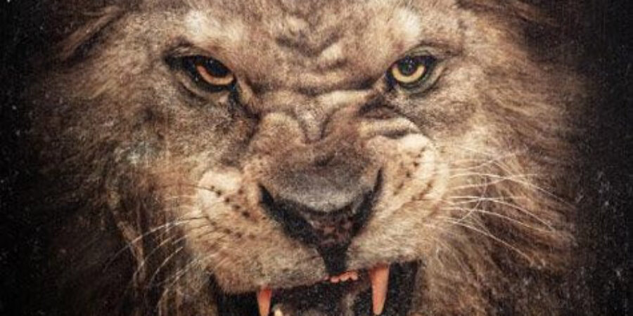 50 Cent – Animal Ambition (An Untamed Desire To Win) (CD) 2014 G Unit 4904000005 eu – selado 50 Cent – Animal Ambition (An Untamed Desire To Win) (CD) 2014 G Unit 4904000005 eu – selado